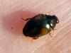 Scymnus sp.